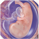 First Trimester of Pregnancy
