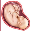 Third Trimester in Pregnancy