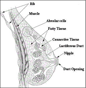 The Female Breast