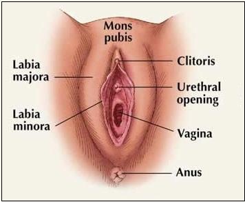 Female External Reproductive Anatomy