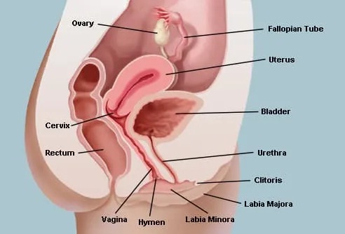 Vagina, Uterus, fallopian tubes, ovaries, clitoris, labia majora,labia minora - front view