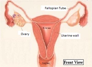 Vagina, Uterus, fallopian tubes, ovaries, clitoris, labia majora,labia minora - side view