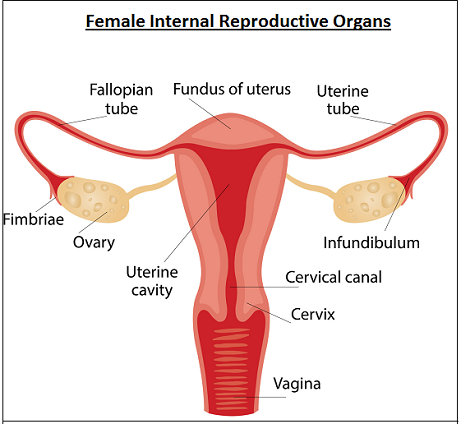 Female Internal Reproductive Anatomy