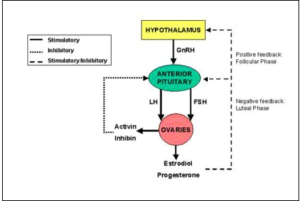 How Amenorrhea is caused by BC Pills